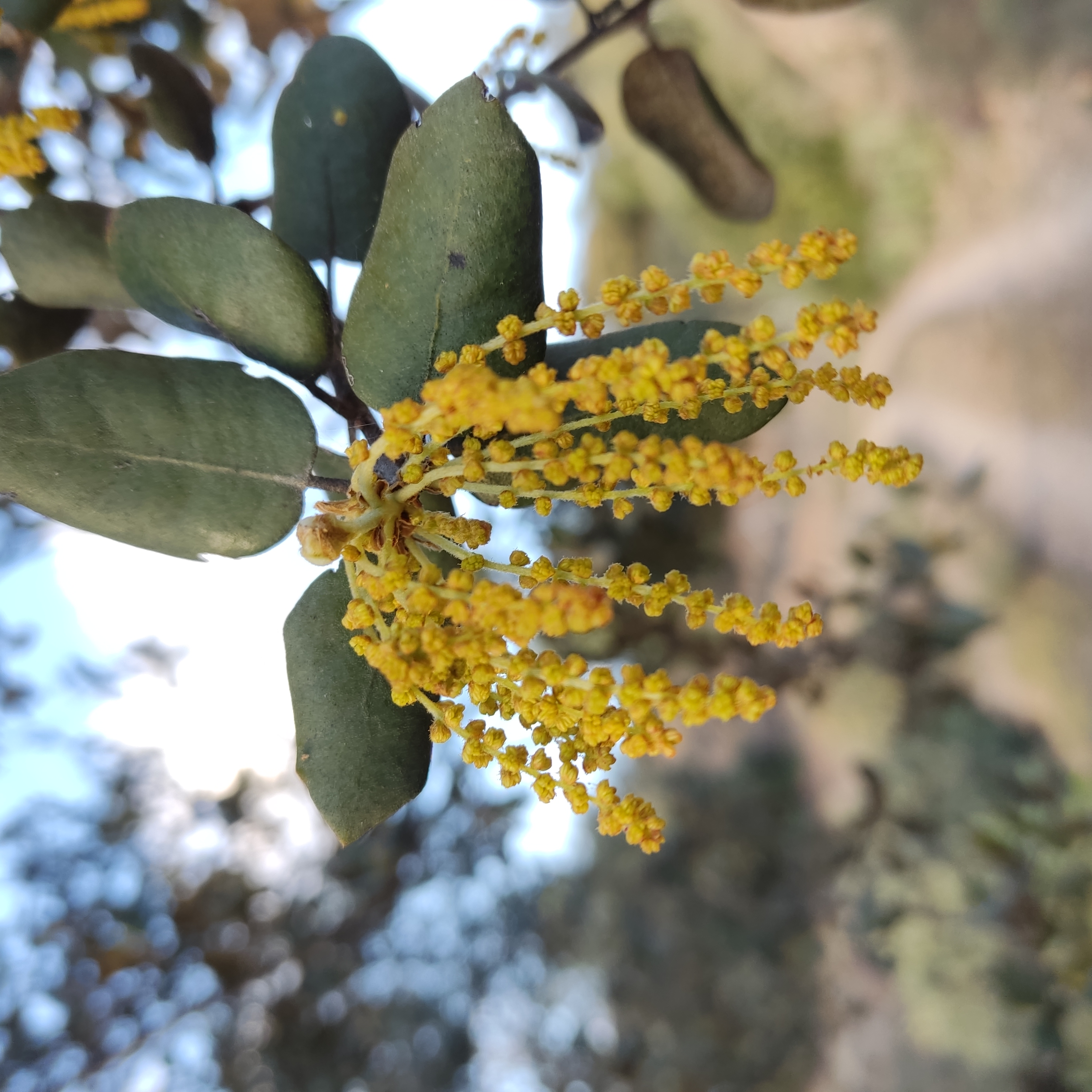 Paisaje natural Sierra Norte